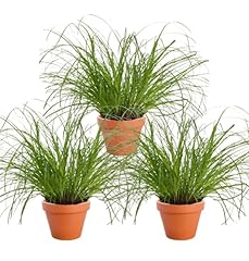 Lot plantes herbe d'occasion  Livré partout en Belgiqu