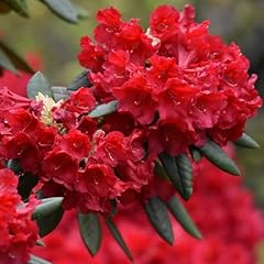 Rhododendrons plant live for sale  Delivered anywhere in USA 