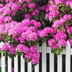 Rhododendrons plant live for sale  Delivered anywhere in USA 