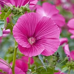 Lavatera ruby star for sale  Delivered anywhere in Ireland