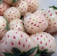 White carolina pineberry for sale  Delivered anywhere in USA 