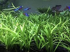 15x dwarf sagittaria for sale  Delivered anywhere in USA 