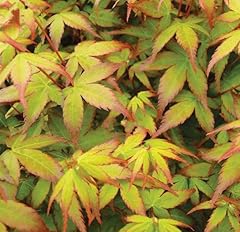 Ahorn palmatum summer gebraucht kaufen  Wird an jeden Ort in Deutschland