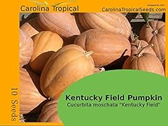 Kentucky campo zucca usato  Spedito ovunque in Italia 