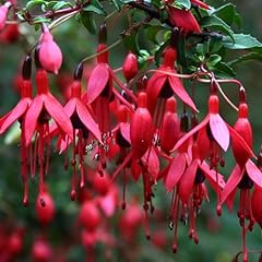 Fuchsia riccartonii flowering for sale  Delivered anywhere in UK