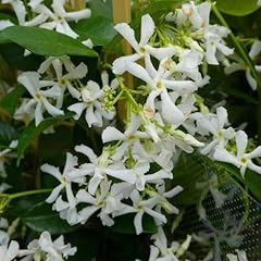 Blooming jasmine plant for sale  Delivered anywhere in USA 