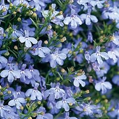 Carbeth plants lobelia for sale  Delivered anywhere in UK