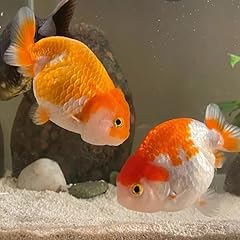Assorted lanshou goldfish for sale  Delivered anywhere in USA 