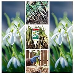 Snowdrops green single for sale  Delivered anywhere in UK
