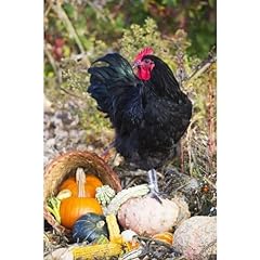 Large black australorp for sale  Delivered anywhere in USA 