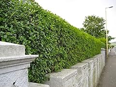 Green privet evergreen for sale  Delivered anywhere in Ireland