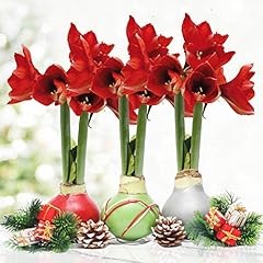 Holiday waxed amaryllis for sale  Delivered anywhere in USA 