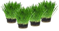 Cat grass pack for sale  Delivered anywhere in UK