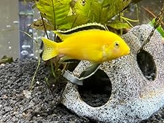 Group african cichlids for sale  Delivered anywhere in USA 