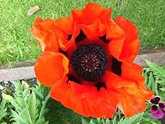 Papaver orientale poppy for sale  Delivered anywhere in UK