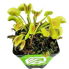 King henry venus for sale  Delivered anywhere in USA 