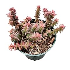 Foliagems live succulent for sale  Delivered anywhere in USA 