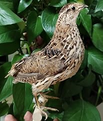 Japanese quail taxidermy for sale  Delivered anywhere in USA 