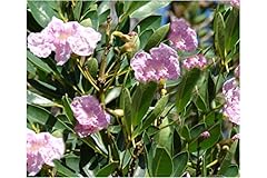 Seeds tabebuia impetiginosa for sale  Delivered anywhere in USA 