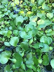 Semi germinazione wasserhyazin gebraucht kaufen  Wird an jeden Ort in Deutschland