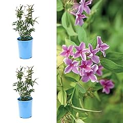 Jasmine stephanense starry for sale  Delivered anywhere in Ireland