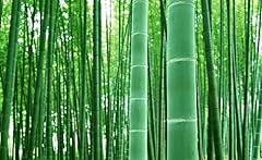 Giant bamboo seeds for sale  Delivered anywhere in USA 