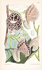 Aristolochia duchartrei tab gebraucht kaufen  Wird an jeden Ort in Deutschland