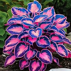 Flousotiy hosta seeds for sale  Delivered anywhere in USA 