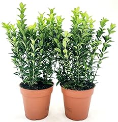 Powers flowers euonymus usato  Spedito ovunque in Italia 