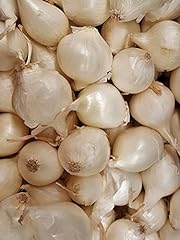 Cipolla bianca parigi usato  Spedito ovunque in Italia 
