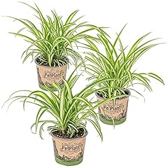 Bloomique lot chlorophytum d'occasion  Livré partout en France