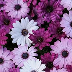 Perfect plants osteospermum for sale  Delivered anywhere in UK