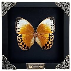 Real framed butterfly for sale  Delivered anywhere in Ireland