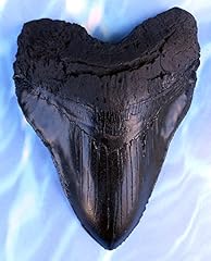 Massive inch megalodon for sale  Delivered anywhere in USA 