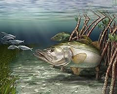Snook art print for sale  Delivered anywhere in USA 
