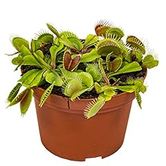 Dionaea muscipula fleischfress gebraucht kaufen  Wird an jeden Ort in Deutschland