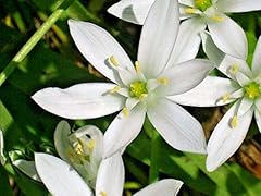 Star bethlehem ornithogalum for sale  Delivered anywhere in USA 