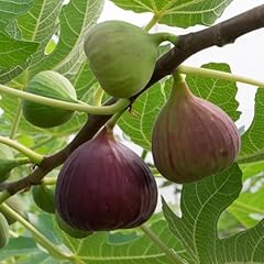 Yougarden fig tree for sale  Delivered anywhere in UK
