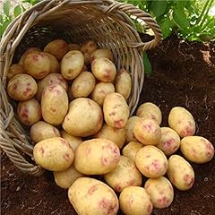 King edward seed for sale  Delivered anywhere in UK