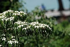 Chinesischer blumen hartriegel gebraucht kaufen  Wird an jeden Ort in Deutschland