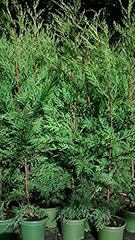 Lot green leylandii for sale  Delivered anywhere in UK