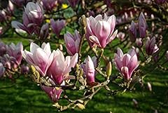 Tulpen magnolien magnolia gebraucht kaufen  Wird an jeden Ort in Deutschland