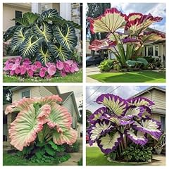 Large leaf elephant for sale  Delivered anywhere in USA 