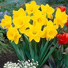 Spring bulbs daffodil for sale  Delivered anywhere in UK