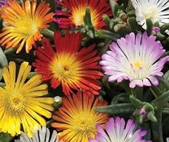 Pack delosperma jewel for sale  Delivered anywhere in UK