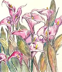 Calla lilies original for sale  Delivered anywhere in USA 