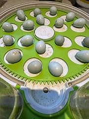 Hatching quail eggs for sale  Delivered anywhere in USA 