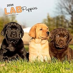 Labrador retriever puppies for sale  Delivered anywhere in UK