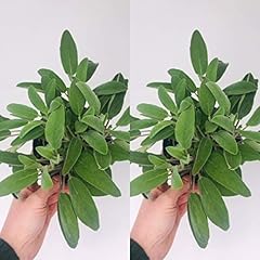 Large sage plants for sale  Delivered anywhere in UK