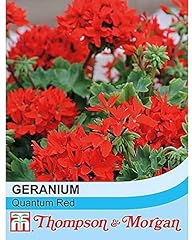 Geranium quantum red for sale  Delivered anywhere in UK